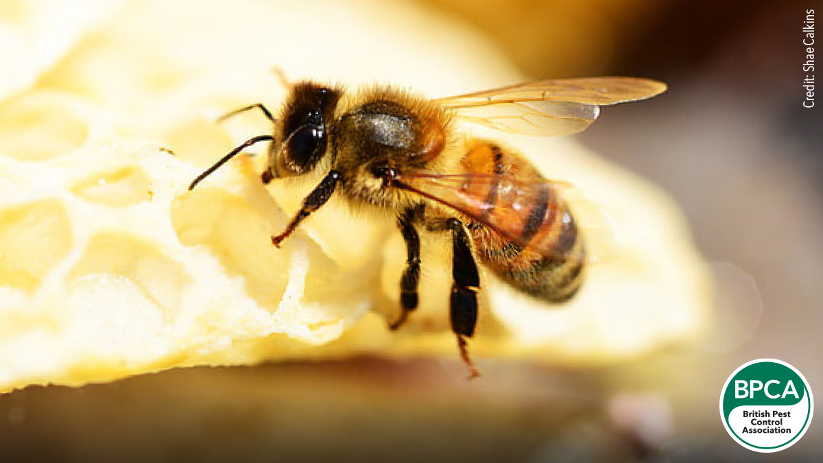 Western honey bee Apis mellifera identification in the UK